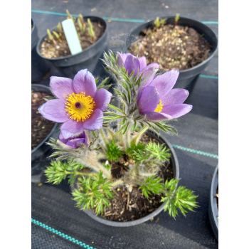 Sasanka zwyczajna Pinwheel Blue Violet Shades  - Pulsatilla vulgaris