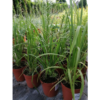 Trawa pampasowa White Feather - Cortaderia selloana