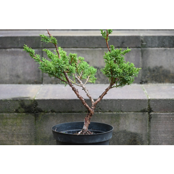 Jałowiec chiński Shimpaku - Juniperus chinensis 0081