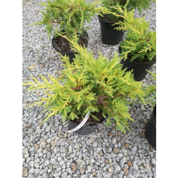 Jałowiec mieszańcowy Gold Star-Juniperus ×pfitzeriana Jałowiec mieszańcowy Gold Star-Juniperus ×pfitzeriana