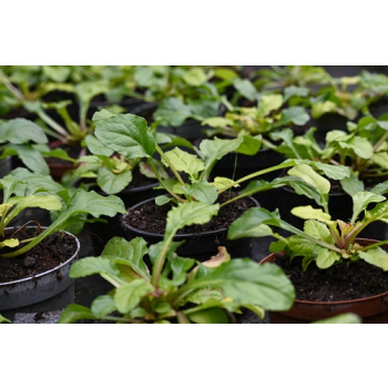 Dąbrówka rozłogowa Gold Chang - Ajuga reptans
