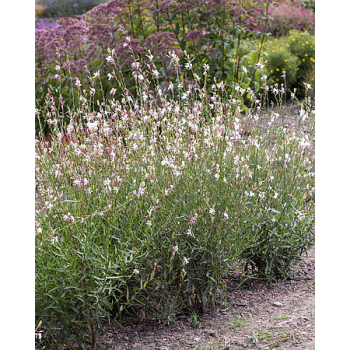 Gaura Lindheimera Whirling Butterflies - Gaura lindheimer