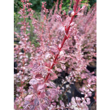 Berberys Thunberga Rosetta-Berberis thunbergii