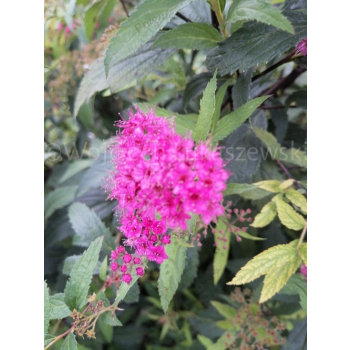 Tawuła japońska Neon Flash-Spiraea japonica