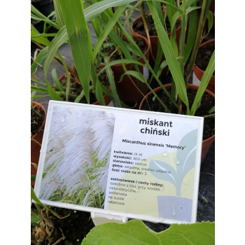 Miskant chiński Memory - Miscanthus sinensis