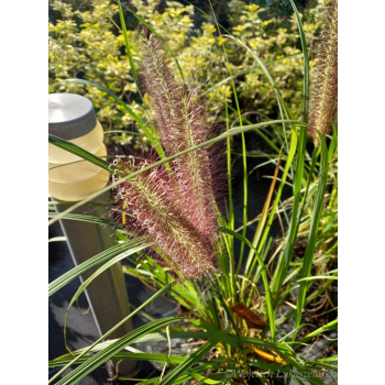 Rozplenica japońska Red Head - Pennisetum alopecuroides