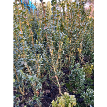 Bukszpan zawszezielony Rotundifolia-Buxus sempervirens