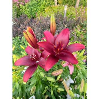 Lilia azjatycka Crimson Pixie-Lilium asiatic