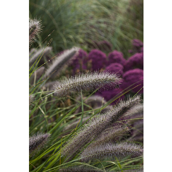 Rozplenica japońska National Arboretum - Pennisetum alopecuroides