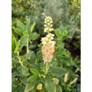 Orszelina olcholistna Clea-Clethera alnifolia
