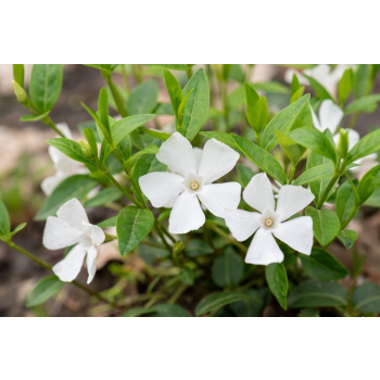 Barwinek pospolity Elisa - Vinca minor