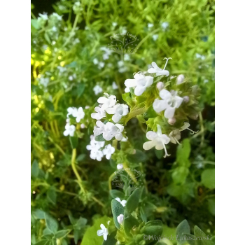 Tymianek pospolity - Thymus vulgaris