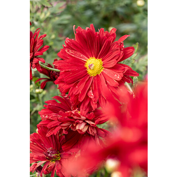 Złocień ogrodowy Duchess of Edinburgh - Chrysanthemum hybrida