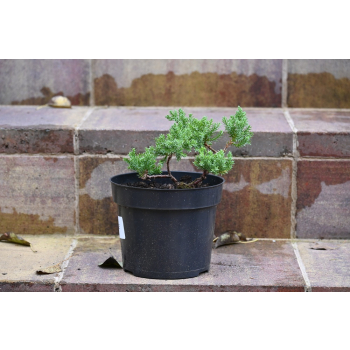 Jałowiec rozesłany Nana - Juniperus procumbens 0025