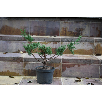 Jałowiec chiński Shimpaku - Juniperus chinensis 0088