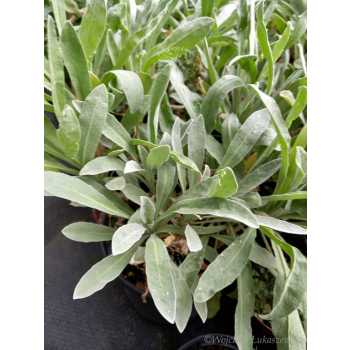 Smagliczka górska - Alyssum montanum