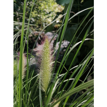 Rozplenica japońska Hameln - Pennisetum alopecuroides