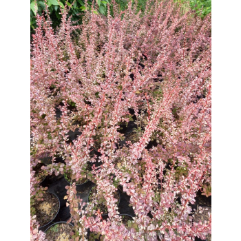 Berberys Thunberga Rosetta-Berberis thunbergii