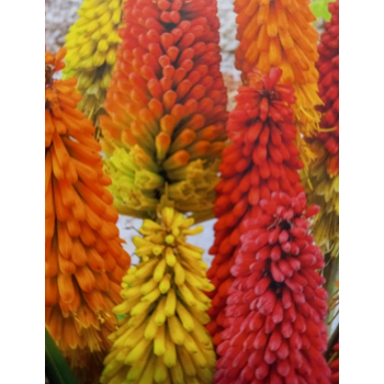 Trytoma groniasta-Kniphofia