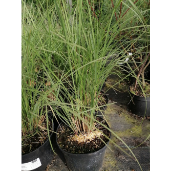 Przyostnia Lindheimera - Muhlenbergia Lindheimeri