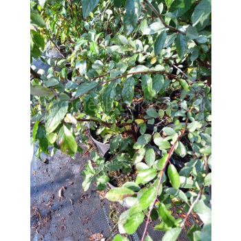 Śliwa tarnina-Prunus spinosa