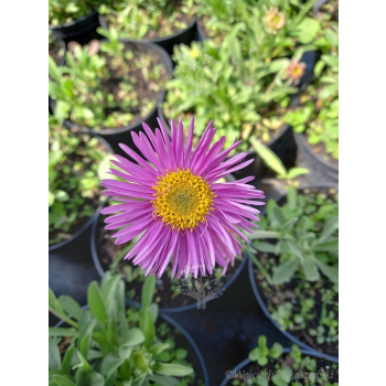 Aster alpejski różowy-Aster alpinus