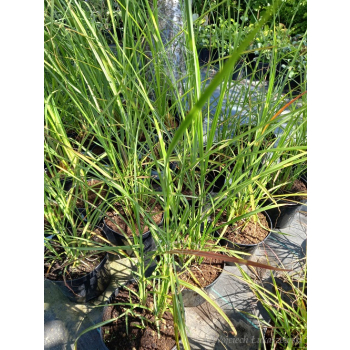 Miskant chiński Zebrinus-Miscanthus sinensis