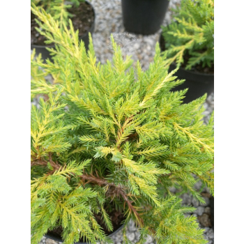 Jałowiec mieszańcowy Gold Star-Juniperus ×pfitzeriana Jałowiec mieszańcowy Gold Star-Juniperus ×pfitzeriana
