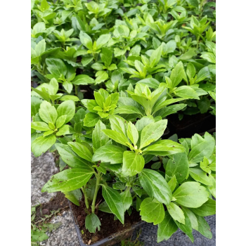 Runianka japońska Green Carpet - Pachysandra terminalis