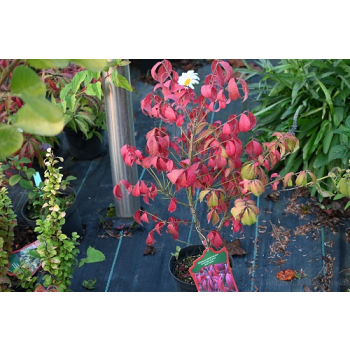 Trzmielina oskrzydlona Rudy Haag-Euonymus alatus