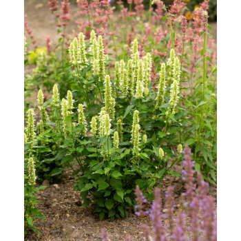 Kłosowiec pomarszczony Alabaster - Agastache rugosa