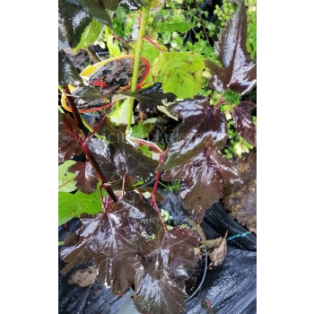 Pęcherznica kalinolistna Diabolo-Physocarpus opulifolius