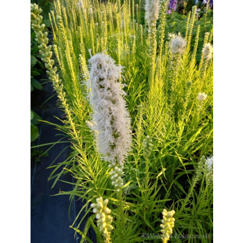 Liatria kłosowa biała-Liatris spicata
