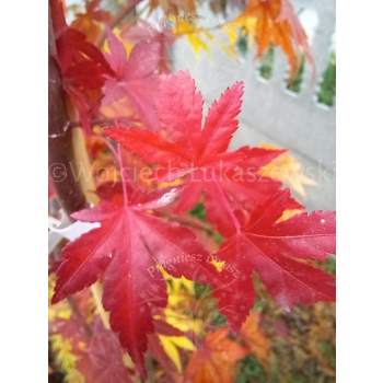 Klon palmowy-Acer palmatum