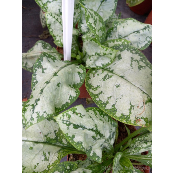 Miodunka-Pulmonaria Moonshine