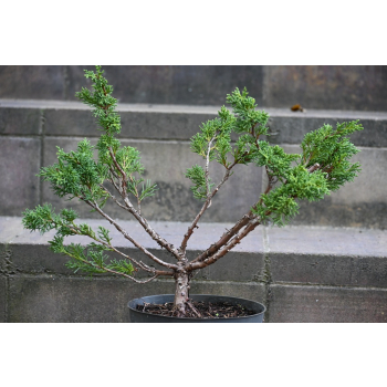 Jałowiec chiński Shimpaku - Juniperus chinensis 0085