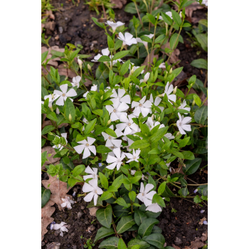 Barwinek pospolity Alba - Vinca minor