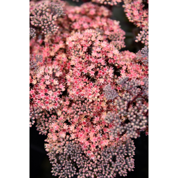 Rozchodnik ogrodowy Globe Pink - Sedum hybridum