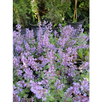 Kocimiętka Fassena Purrsian Blue - Nepeta faassenii