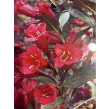 Krzewuszka cudowna Black Ruby-Weigela florida