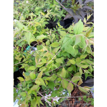 Kolkwicja chińska Rosea-Kolkwitzia amabilis