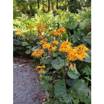 Języczka pomarańczowa-Ligularia dentata Midnight Lady