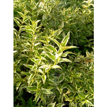 Żylistek wysmukły Marmorata-Deutzia gracilis