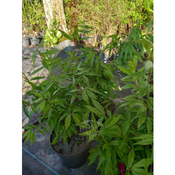 Trzmielina oskrzydlona Blade Runner-Euonymus alatus