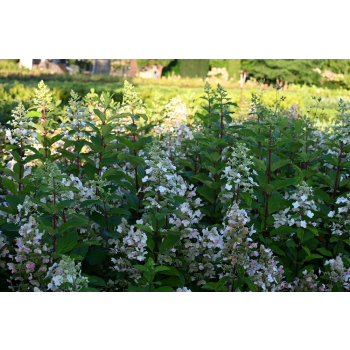 Hortensja bukietowa Pee Wee - Hydrangea paniculata