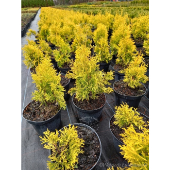 Żywotnik zachodni Maria-Thuja occidentalis