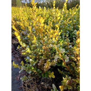 Bukszpan drobnolistny Faulkner-Buxus microphylla