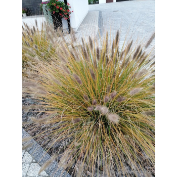 Rozplenica japońska Hameln - Pennisetum alopecuroides