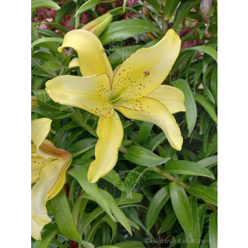 Lilia azjatycka Bright Pixie-Lilium asiatic