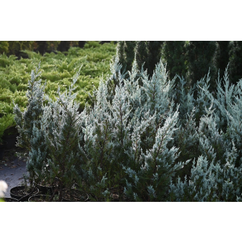 Jałowiec skalny Moonglow - Juniperus scopulorum